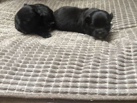 Chiot chihuahua 650 12500 Espalion