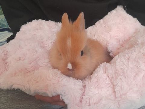 Lapin t&ecirc;te de lion 30 83830 Callas