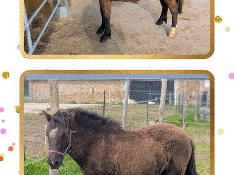 Gentil poney 800 50190 Milli�res