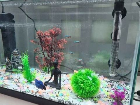 Aquarium 100 17138 Saint-xandre