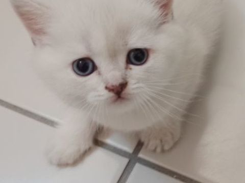 British Shorthair 0 74240 Gaillard