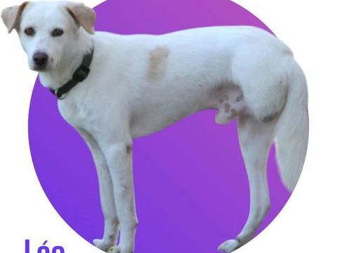 L&Eacute;O, x berger tripattes, 3 ans, 17 kg, &agrave; l'adoption 300 28250 Senonches