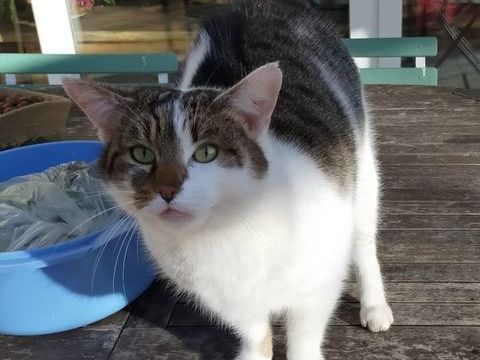 DONNE Gros matou tr&egrave;s affectueux, st&eacute;rilis&eacute;, 4 ans 0 11170 Cenne-monesti�s