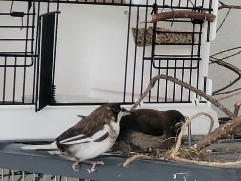 jeun couple des moineaux 30 45000 Orl�ans