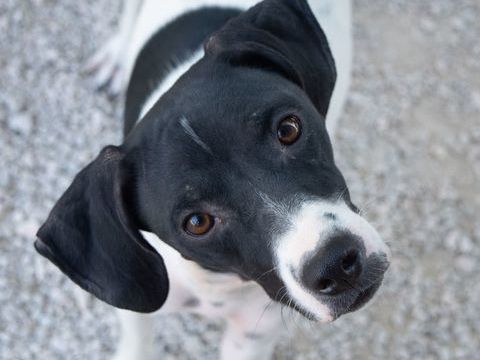 SUGAR 300 95610 �ragny