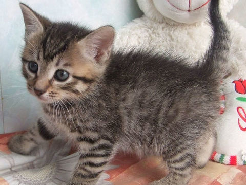 Recherche chaton sur lambersart  0 59130 Lambersart