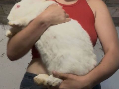 Lapine g&eacute;ant des Flandres albinos 75 83440 Fayence