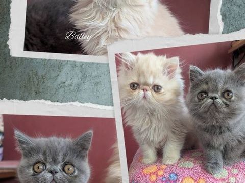 chatons exotic shorthair  et persan &agrave; r&eacute;server 830 67330 Bouxwiller