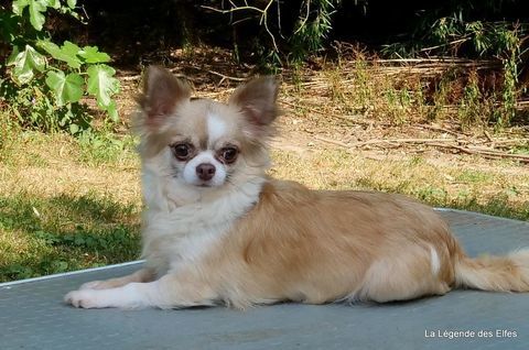 Chihuahua femelle poil long 5 ans. 600 27500 Bourneville