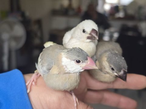 Padda eam 130 77240 Vert-saint-denis