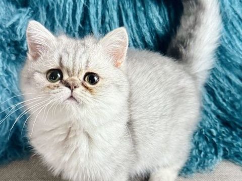 CHATON MALE EXOTIC SHORTHAIR DISPONIBLE TOUT SUITE 1400 93300 Aubervilliers