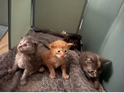 Maine coon chatons  1300 69400 Porte des pierres dorées