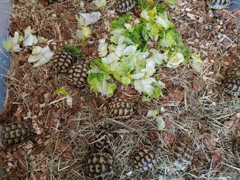 Tortue de terre juv&eacute;nile greca de 2 ans greca venant du var sur r&eacute;servation uniquement pour ao&agrave;"t. bonne vacance . 70 38300 Bourgoin-jallieu