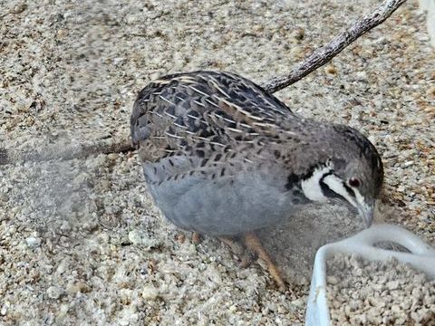 Males caille de Chine 7 19410 Orgnac-sur-vézère