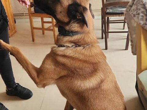 malinois mâle poil court Nom Taz 500 27140 Gisors