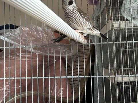 Diamant de modeste 40 24600 Ribrac