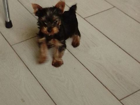 YORK 1200 16230 Sainte-colombe