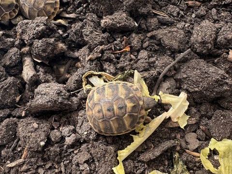 Magnifique Tortues terrestres n&eacute;es en ao&ucirc;t 2026 35 34130 Valergues