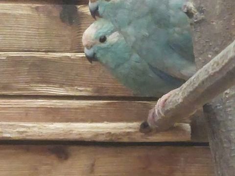 PERRUCHES kakariki 40 85000 La roche-sur-yon