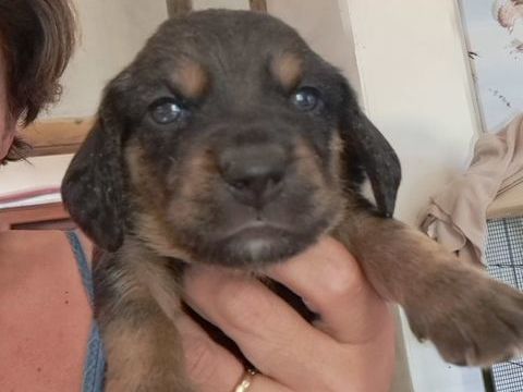 Chiot beagle x basset hound 0 31230 Puymaurin