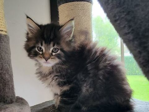 Chaton Maine Coon 1150 35480 Guipry