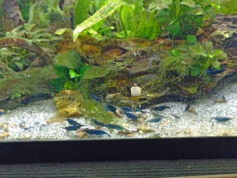 Crevette bleu 1 66000 Perpignan