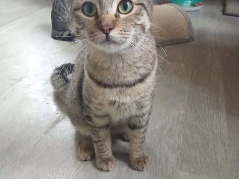 Chat LAYA &agrave; l adoption 180 07500 Guilherand-granges