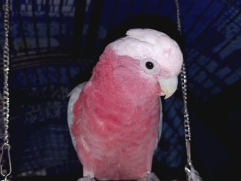  perroquet cacato&egrave;s rosalbin m&acirc;le 2ans
1800 71160 Rigny-sur-arroux