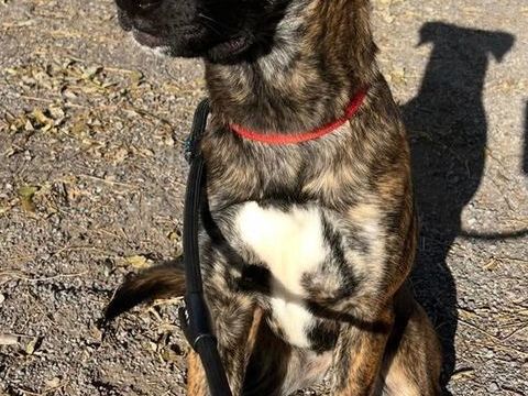 berger bring&eacute;e femelle, 1 an (refuge de Rodez) 200 12000 Le monast�re