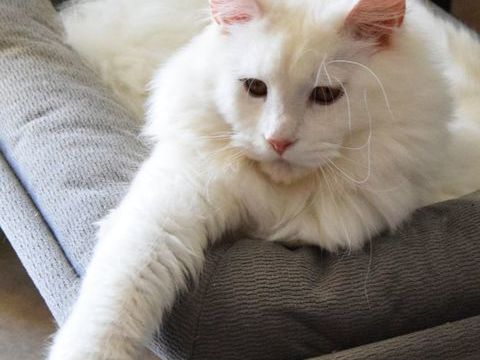 PLUSIEURS CHATONS BLEU ET CHINCHILLA 990 84250 Le thor