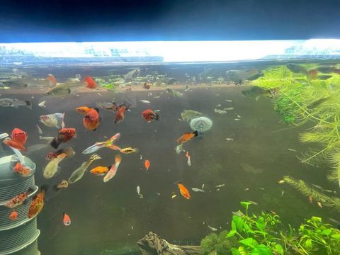 guppy d'aquarium 2 94400 Vitry-sur-seine