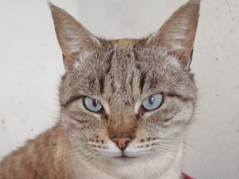 SIMON 230 27620 Gasny