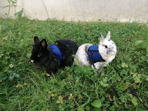 Onyx & Or&eacute;o 1 44000 Nantes