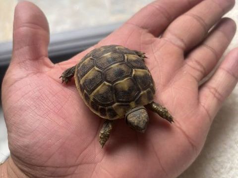 Enclos &agrave; tortue 55 34500 B�ziers