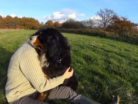 Femelle bouvier bernois 5 ans 0 45230 La bussi�re