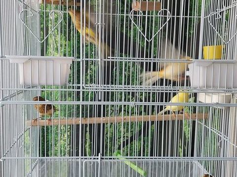 canaris 25 71100 Chalon-sur-sa�ne