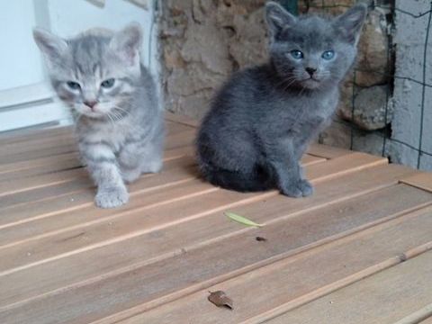 DONNE CHATONS 0 11170 Villespy