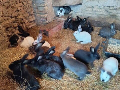  lapins de ferme 12 82130 Lamothe-capdeville