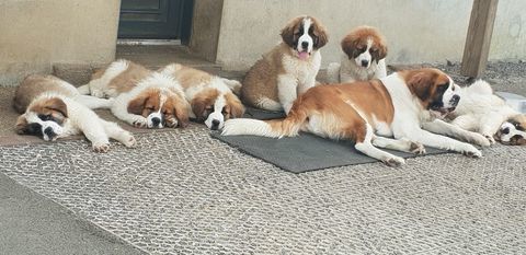 chiots saint bernard crois&eacute; cairn terrier 580 50600 Saint-hilaire-du-harcou�t