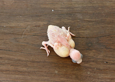 RECHERCHE B&Eacute;B&Eacute; OISEAUX PERRUCHE ONDUL&Eacute;E A &Eacute;LEVER A LA MAIN 60 03340 Neuilly-le-r�al