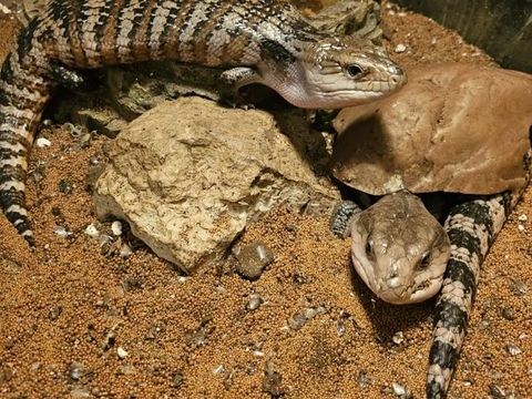 Scinques &agrave; langue Bleu 60 54450 B�nam�nil