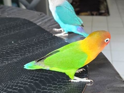 Couple Inséparables EAM 300 91800 Boussy-saint-antoine