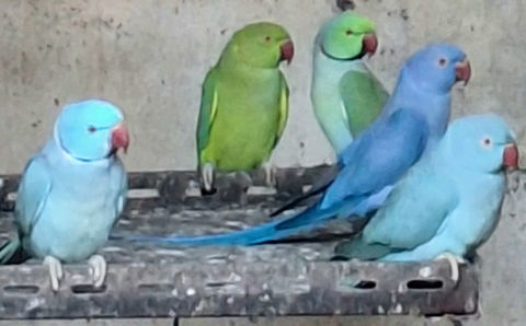 Perruches à collier 3 à 4 ans 180 82710 Bressols