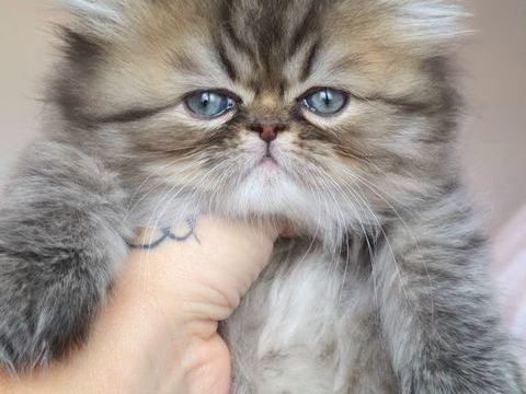 Chatons persan loof 1500 59430 Saint-pol-sur-mer