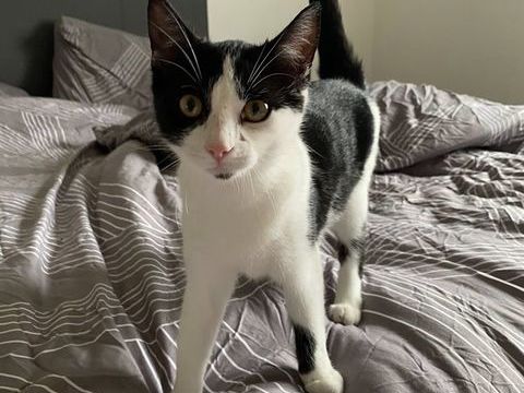 ARPEGE, belle chatonne noire et blanche &agrave; adopter via l'association UMA 230 44300 Nantes