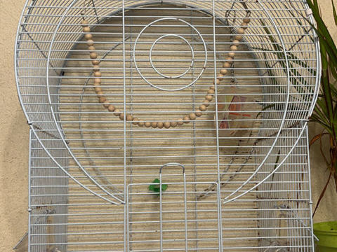 Vend cage à oiseaux 20 47400 Tonneins