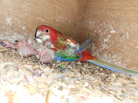 oiseaux grandes perruches omnicolores 50 79240 L'absie