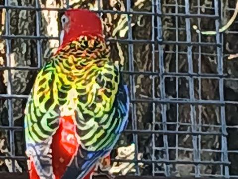 Perruche 0 17230 Marans