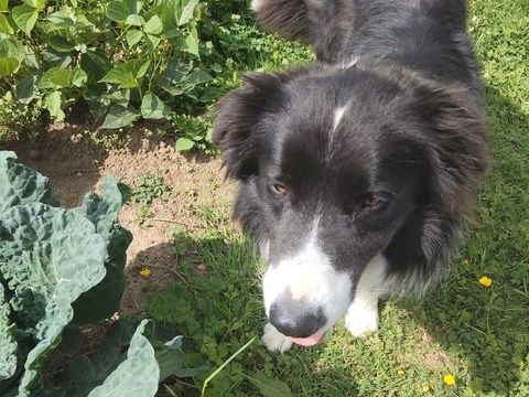 Border Collie pour famille qui a du temps pour lui. 
0 80140 Bermesnil