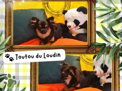 Chiot chihuahua m&acirc;le poils longs 600 18140 Pr�cy